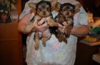 Yorkshire Terrier Welpen aus seriöser Hobbyzucht