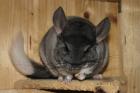 Junge Chinchillas abzugeben