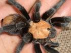 Brachypelma Albiceps Bock