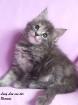 Bezaubernde Maine Coon Kitten in BLUE, RED, CREAM, BLACK TABBY