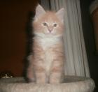 Maine Coon Kitten mit Stammbaum