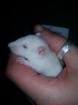 Albino Ratten (m/w) an Tierliebhaber/innen zu vergeben!