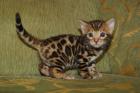 Exclusive Bengal Kitten aus liebevoller Hobbyz.