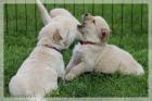 Wir erwarten Mitte Mai Golden Retriever Welpen