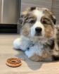 Australian Shepherd welpen - sehr liebenswürdig