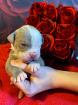 Englisch Bulldog Welpen old english Bulldog Welpen 