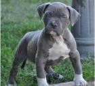 Suche  american pitbull Welpen  