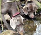 Wurfankündigung Weimaraner silber