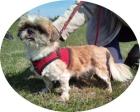 FALCO - 28 cm - SHIH TZU MIX IN NOT! (aus dem Tierschutz)