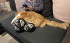 Verschmuster Kater sucht neues Zuhause 