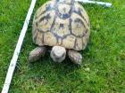 Griechische Landschildkröten, Testudo hermanni