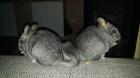 Zwei niedliche Chinchillas suchen neues Zuhause