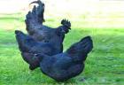 Ayam Cemani Bruteier