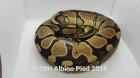 0.1 DH Albino Pied