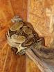 2 Boa Constrictor Imperator