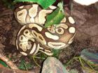 Python regius,  Königspython, 0,1 Lesser yellowbelly und 1,0 Classic 