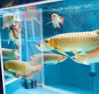 Asiatische Arowanas xback blue base