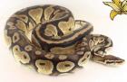 Königdpythons Adult, Alle Proven Breeder