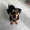 Brownie sucht ein neues zu Hause