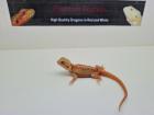 Besondere Bartagamen Pogona Vitticeps Farbbartagamen Abzugeben