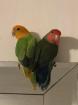 Rosenköpfchen Agaporniden Lovebirds Paar mit Käfig 