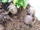 Gr. Landschildkröten NZ 20 abzugeben