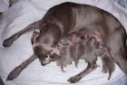 Weimaraner Welpen