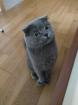 BKH Scottish Fold - Deckkater