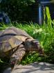 Griechische Landschildkröten Gruppe Testudo Hermanni 