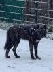 TWH-AWH Wolfhunde Welpen