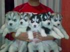 Siberian Husky Welpen