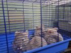 4 chinchilla Babys kleine graue bis hellgrau