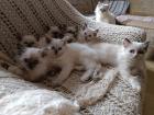 Zauberhafte Heilige Birmababys suchen Dich!!!