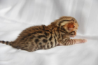 Wunderschöne Bengal Kitten