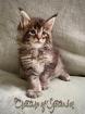 Traumhafte Maine Coon Babys mit Stammbaum