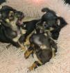 Chihuahua-zwergpinscher mix Hündin