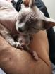 Canadian Sphynx Kitten