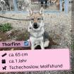 Thorfinn (m), Tschechoslow. Wolfshund, 1 Jahr, 65 cm, Slowakei
