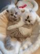 BLH/Scottish Fold Kitten suchen neues Zuhause