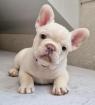 Französische Bulldog Welpen