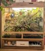 Großes Terrarium mit zwei weiblichen Kornnattern