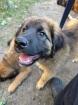 Welpen, Hündin, germanischer Bärenhund