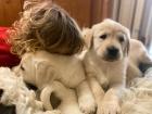 Golden Retriever Welpen