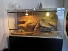 Leopardgecko Weibchen Paar + Terrarium und Equipment