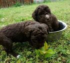 Lagotto Romagnolo Trüffelhund