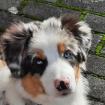 Australian Shephard Junghund Blue Merle