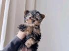 MINI Yorkshire Terrier Steel Blue Welpe