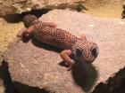 2 Leopardgeckos inkl. Terrarium und Zubehör