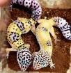 Leopardgeckos(verschiedene Morphen)