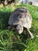 Griechische Landschildkröte, männl., 10 Jahre alt